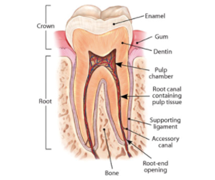 root canal thumb